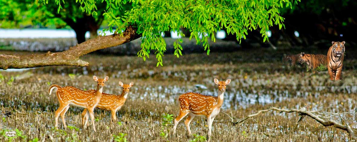 Sundarban