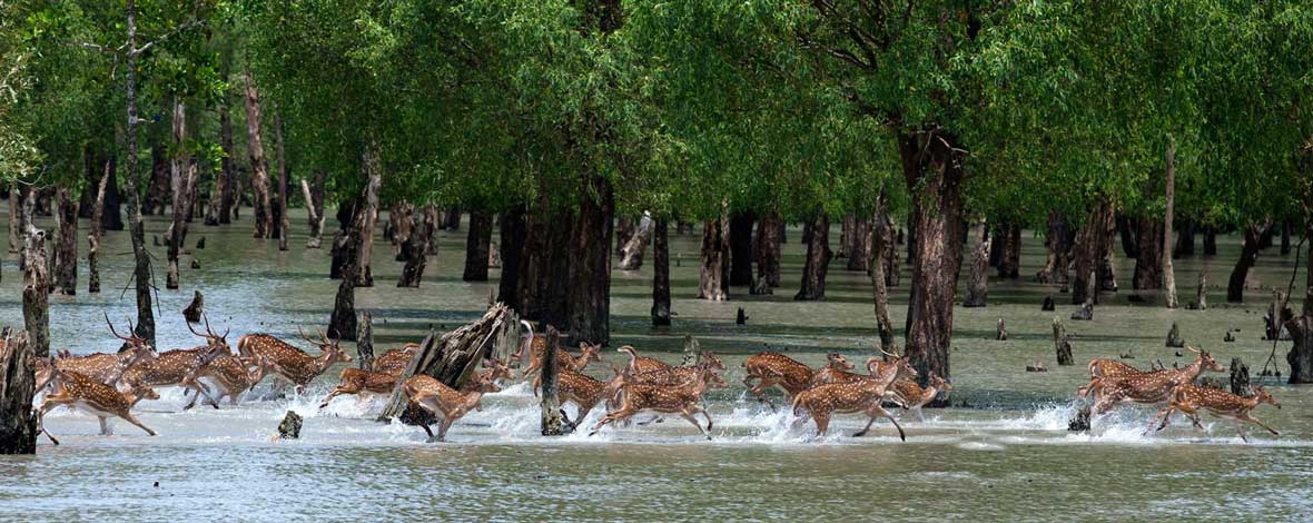 Sundarban