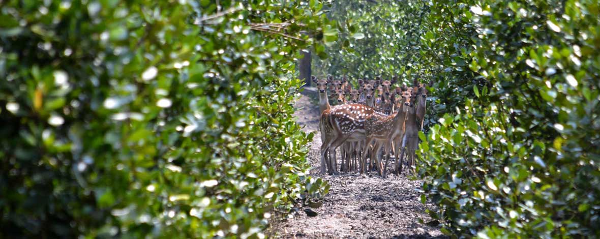 Sundarban